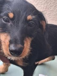 Found/Stray Female Dog last seen Atlantic/Ocean blvd, Long Beach, CA 90814