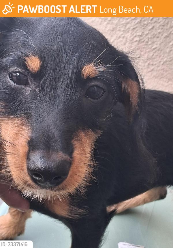 Found/Stray Female Dog last seen Atlantic/Ocean blvd, Long Beach, CA 90814
