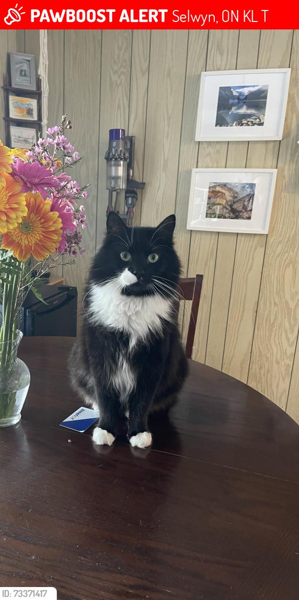 Lost Male Cat last seen Mystic Crescent, Ennismore, Selwyn, ON K0L 1T0
