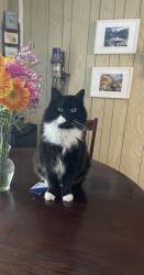 Lost Male Cat last seen Mystic Crescent, Ennismore, Selwyn, ON K0L 1T0