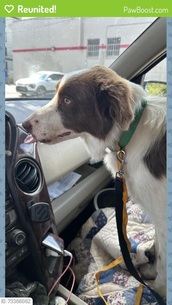 Reunited Female Dog last seen Hartsfield Road, Tallahassee, FL 32303