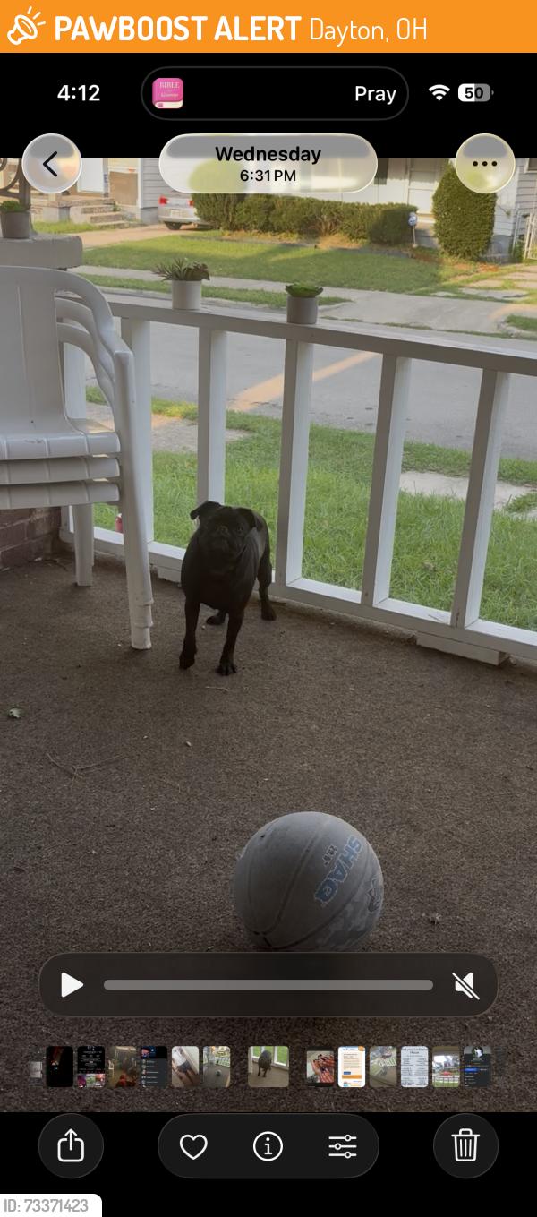 Found/Stray Female Dog last seen Westwood, Dayton, OH 45427