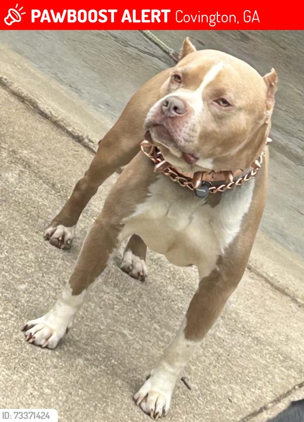 Lost Male Dog last seen Near mote rd Covington ga, Covington, GA 30016