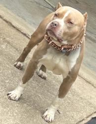 Lost Male Dog last seen Near mote rd Covington ga, Covington, GA 30016