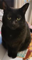 Lost Female Cat last seen Chemin du Moulin, Rue de la Capricieuse, Rue des Haies, Rue de la Chapelle, Sainte-Adèle, QC J8B 2J2