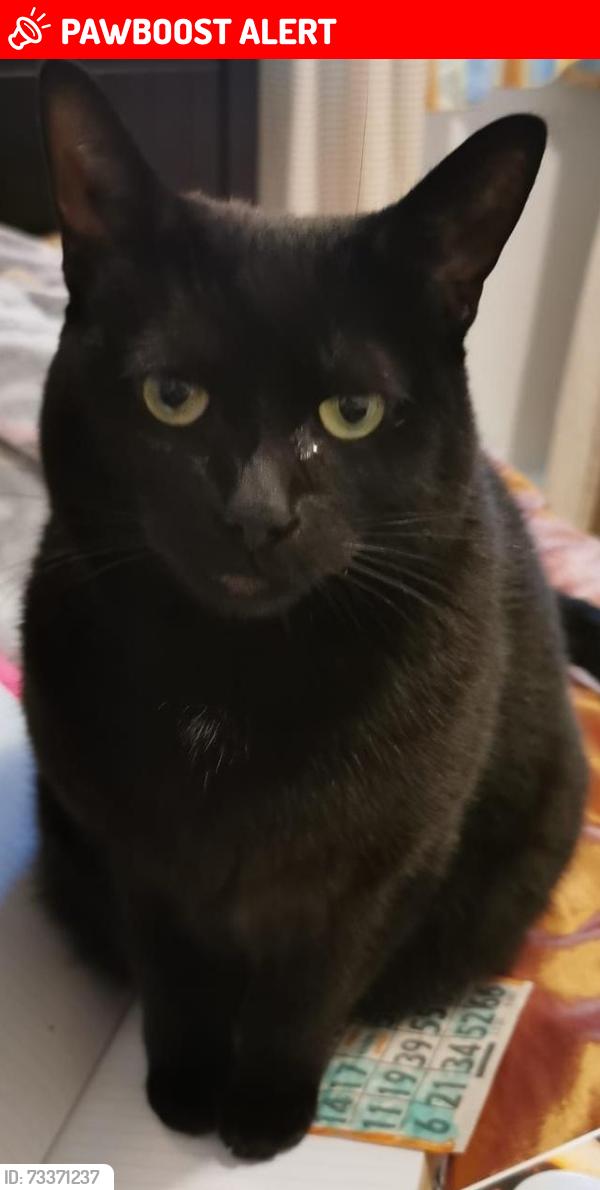 Lost Female Cat last seen Chemin du Moulin, Rue de la Capricieuse, Rue des Haies, Rue de la Chapelle, Sainte-Adèle, QC J8B 2J2