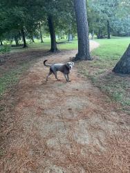 Reunited Male Dog last seen Brinkman and Oak St, Houston, TX 77018