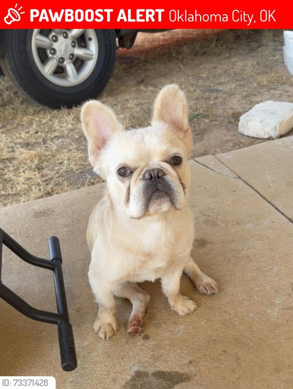 Lost Male Dog last seen Sw Penn and 18th, Oklahoma City, OK 73108