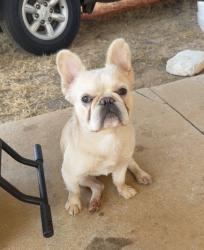 Lost Male Dog last seen Sw Penn and 18th, Oklahoma City, OK 73108