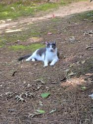 Reunited Male Cat last seen The Villas behind Walmart, Newnan, GA 30265