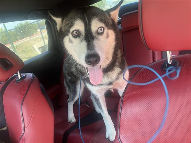 Shelter Stray Female Dog last seen FOUND AT 122 ZERRCLIFFE LN, 4710 TX-151, San Antonio, TX 78227, USA