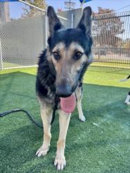 Shelter Stray Female Dog last seen , 3201 Lacy St, Los Angeles, CA 90031, USA