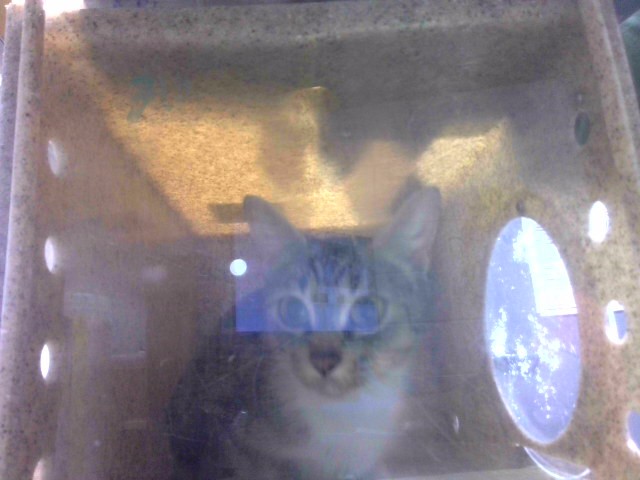 Shelter Stray Female Cat last seen Near BLOCK CRICKET RD, TALLAHASSEE FL 32310, 1125 Easterwood Dr, Tallahassee, FL 32311, USA