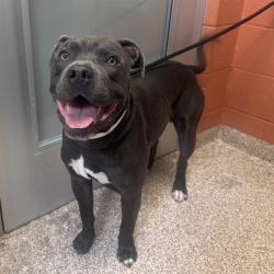 Shelter Stray Male Dog last seen Near BLOCK ELM ST, PUEBLO CO 81004, 4600 Eagleridge Pl, Pueblo, CO 81008, USA