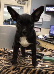 Shelter Stray Female Dog last seen CLIFF VALLEY CIRCLE/ 56TH ST, JURUPA VALLEY CA, 6851 Van Buren Boulevard, Jurupa Valley, CA 92509, USA