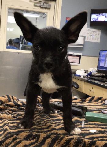 Shelter Stray Female Dog last seen CLIFF VALLEY CIRCLE/ 56TH ST, JURUPA VALLEY CA, 6851 Van Buren Boulevard, Jurupa Valley, CA 92509, USA