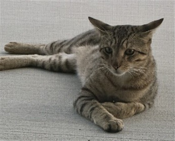 Shelter Stray Male Cat last seen EUGENE TRAIL & RAY RD THE VILLAGES 34762, 12280 County Rd 448, Tavares, FL 32778, USA