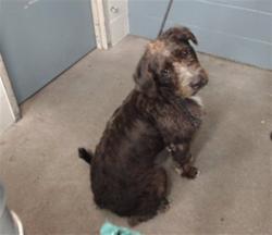 Shelter Stray Male Dog last seen , 11258 Garfield Ave, Downey, CA 90242, USA