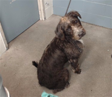 Shelter Stray Male Dog last seen , 11258 Garfield Ave, Downey, CA 90242, USA