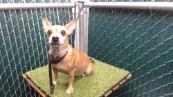 Shelter Stray Female Dog last seen , 11258 Garfield Ave, Downey, CA 90242, USA