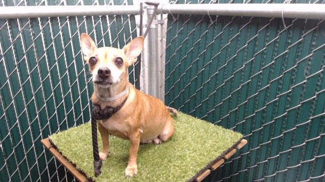 Shelter Stray Female Dog last seen , 11258 Garfield Ave, Downey, CA 90242, USA
