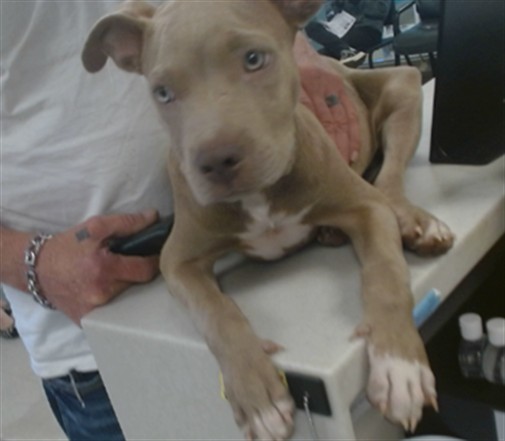 Shelter Stray Male Dog last seen I-240 AND PENN, 2811 SE 29th St, Oklahoma City, OK 73129, USA