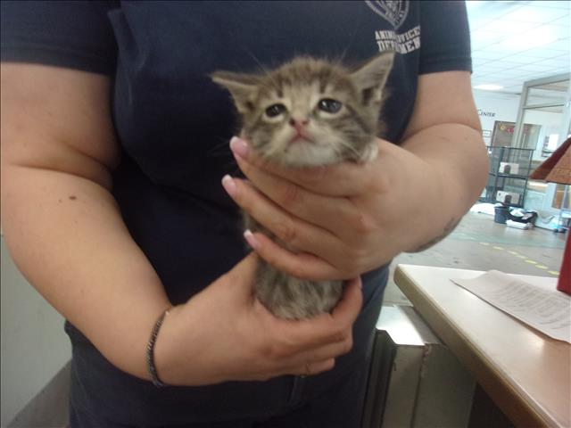 Shelter Stray Female Cat last seen , 14409 Vanowen St, Van Nuys, CA 91405, USA