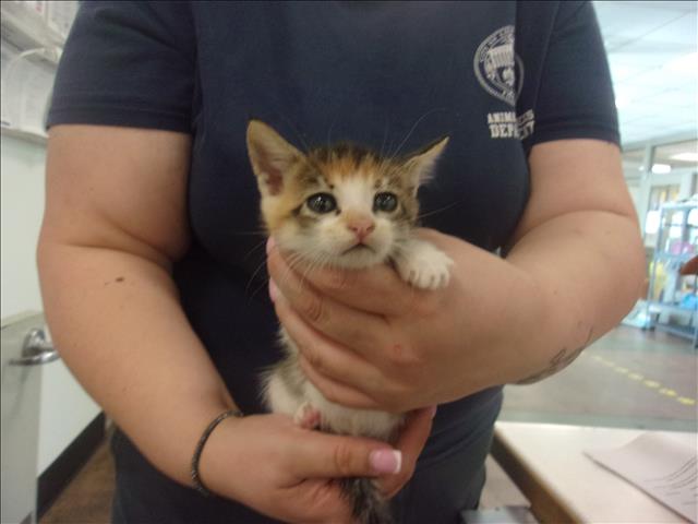 Shelter Stray Female Cat last seen , 14409 Vanowen St, Van Nuys, CA 91405, USA