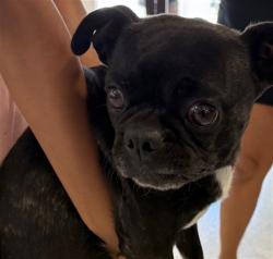 Shelter Stray Female Dog last seen , 14409 Vanowen St, Van Nuys, CA 91405, USA
