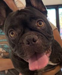 Shelter Stray Male Dog last seen , 14409 Vanowen St, Van Nuys, CA 91405, USA