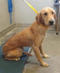Shelter Stray Female Dog last seen , 600 Aviation Dr, Camarillo, CA 93010, USA