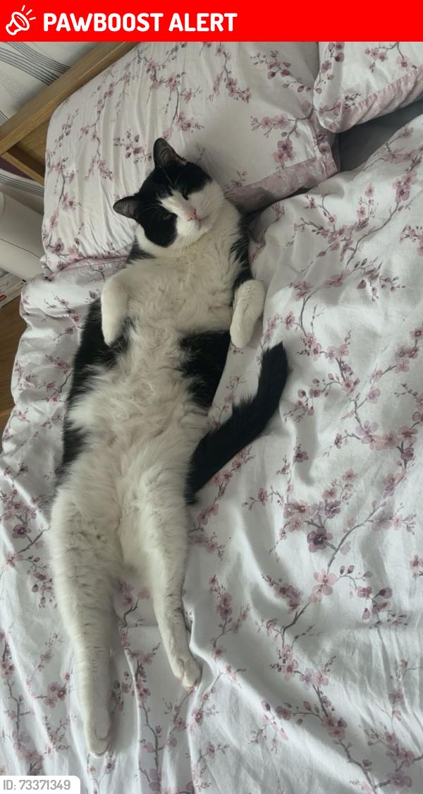 Lost Male Cat last seen comber road, Dundonald, Northern Ireland BT16 2DP