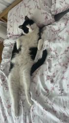 Lost Male Cat last seen comber road, Dundonald, Northern Ireland BT16 2DP