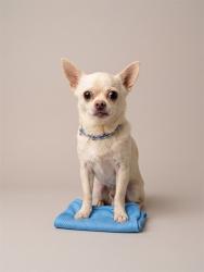 Shelter Stray Male Dog last seen BAYMEADOWS APARTMENT COMPLEX, 2020 Forest St, Jacksonville, FL 32204, USA