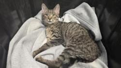 Shelter Stray Male Cat last seen CHARLOTTE, 8315 Byrum Dr, Charlotte, NC 28217, USA