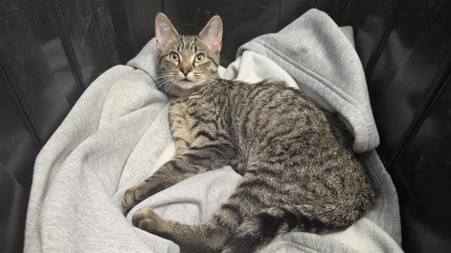 Shelter Stray Male Cat last seen CHARLOTTE, 8315 Byrum Dr, Charlotte, NC 28217, USA