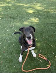 Shelter Stray Male Dog last seen , West Valley Animal Shelter, 20655 Plummer St, Chatsworth, CA 91311, USA