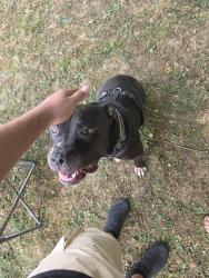 Reunited Male Dog last seen Near aquatic road, Nashville, TN 37211