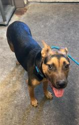 Shelter Stray Female Dog last seen NORTHVIEW DR & GARDEN HWY, 2127 Front St, Sacramento, CA 95818, USA