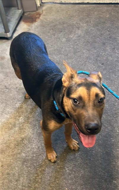 Shelter Stray Female Dog last seen NORTHVIEW DR & GARDEN HWY, 2127 Front St, Sacramento, CA 95818, USA