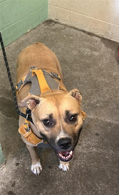 Shelter Stray Female Dog last seen NORTHVIEW DR & GARDEN HWY, 2127 Front St, Sacramento, CA 95818, USA