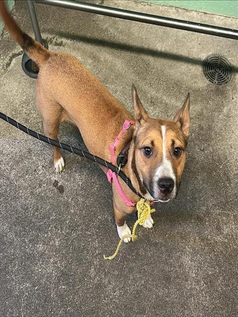 Shelter Stray Female Dog last seen NORTHVIEW DR & GARDEN HWY, 2127 Front St, Sacramento, CA 95818, USA