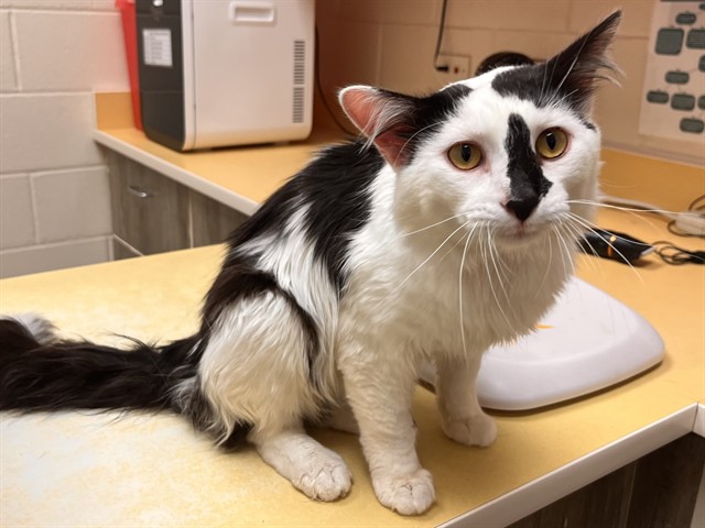 Shelter Stray Male Cat last seen Near BLOCK WOODS GROVE DR, ELBERT CO 80106, 610 Abbot Ln, Colorado Springs, CO 80905, USA