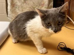 Shelter Stray Female Cat last seen Near BLOCK WOODS GROVE DR, ELBERT CO 80106, 610 Abbot Ln, Colorado Springs, CO 80905, USA