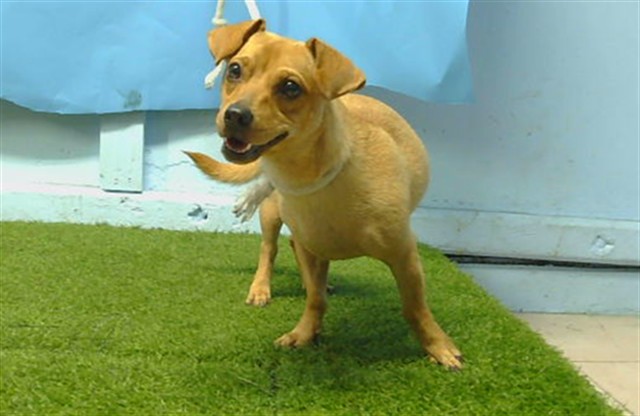 Shelter Stray Female Dog last seen , 216 W Victoria St, Gardena, CA 90248, USA