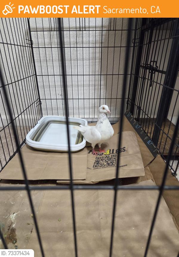 Found/Stray Unknown Bird last seen Bell Ave near Balsam St., Sacramento, CA 95838