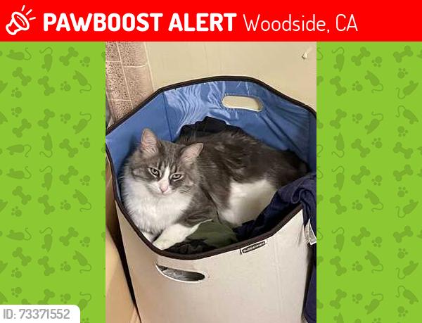 Lost Male Cat last seen Josselyn and Kings Mountain Road, Woodside, CA 94062
