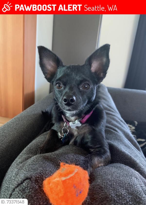 Lost Female Dog last seen 90th and Palatine Ave N, Seattle, WA 98103