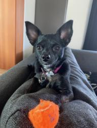 Lost Female Dog last seen 90th and Palatine Ave N, Seattle, WA 98103