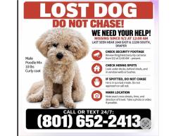 Lost Male Dog last seen Near East 12200 South, Draper, UT, Draper, UT 84020